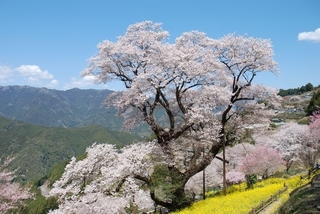 ひょうたん桜1_R.jpg