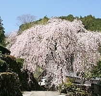 市川家②_R.jpg