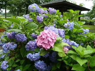 画像 032_R.jpg