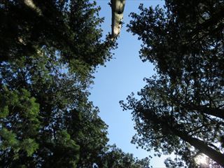 IMG_0096_R.JPG