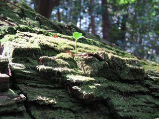 IMG_0106_R.JPG