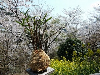 P1090254.jpg