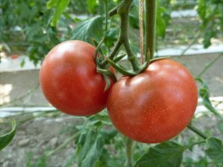 P1180280_R.JPG