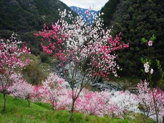 RIMG1364_R.JPG