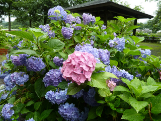 resize0973.jpg