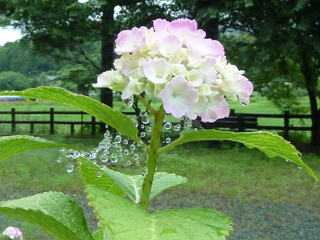 resize0976.jpg